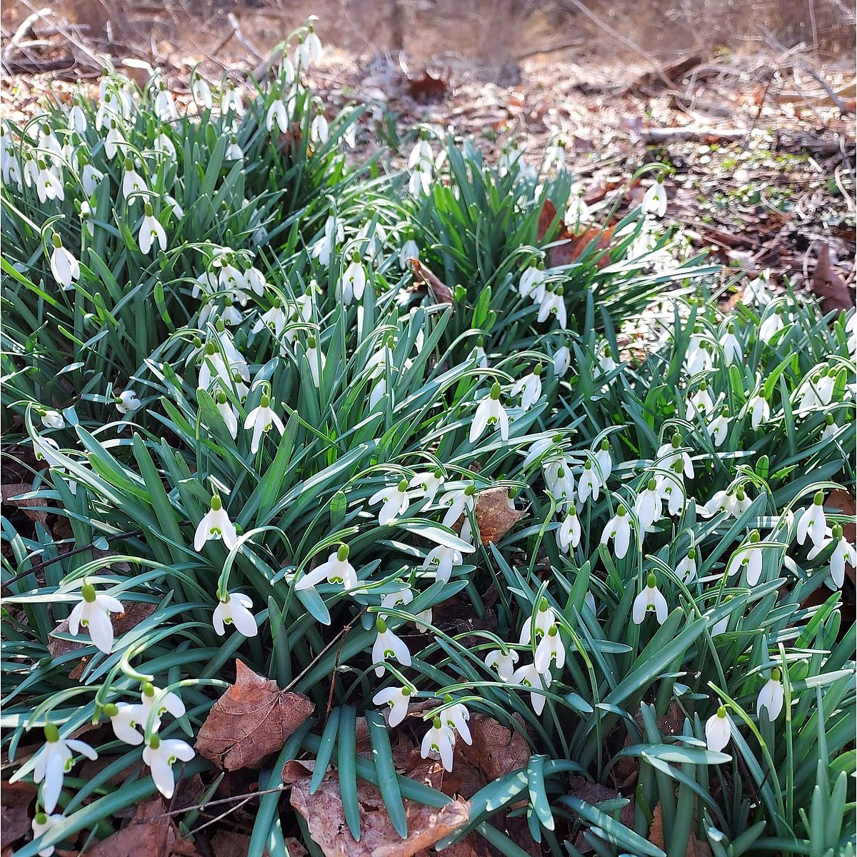 Snowdrops at Stempler Preserve