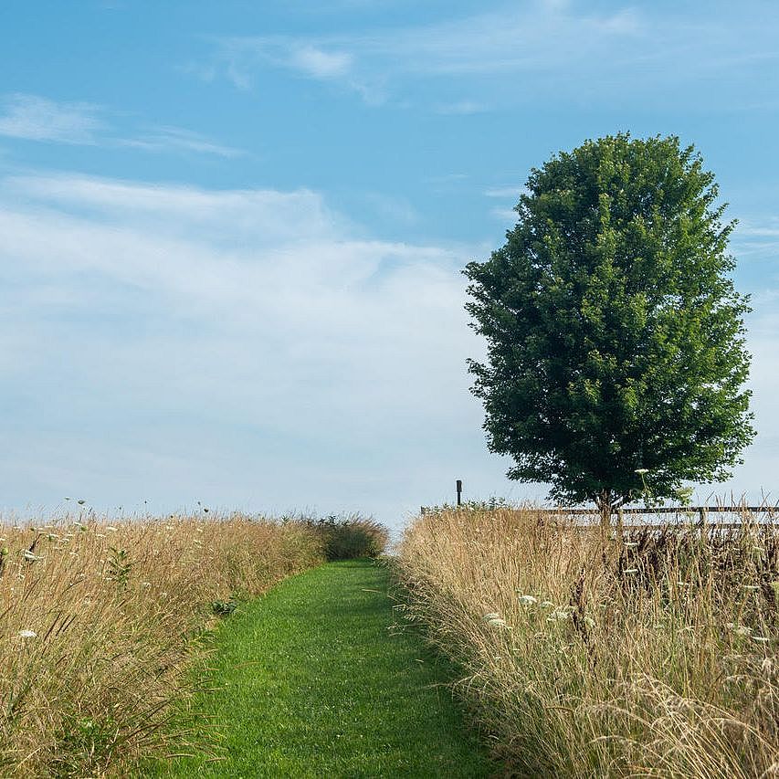 Hayfield on Keeler Preserve