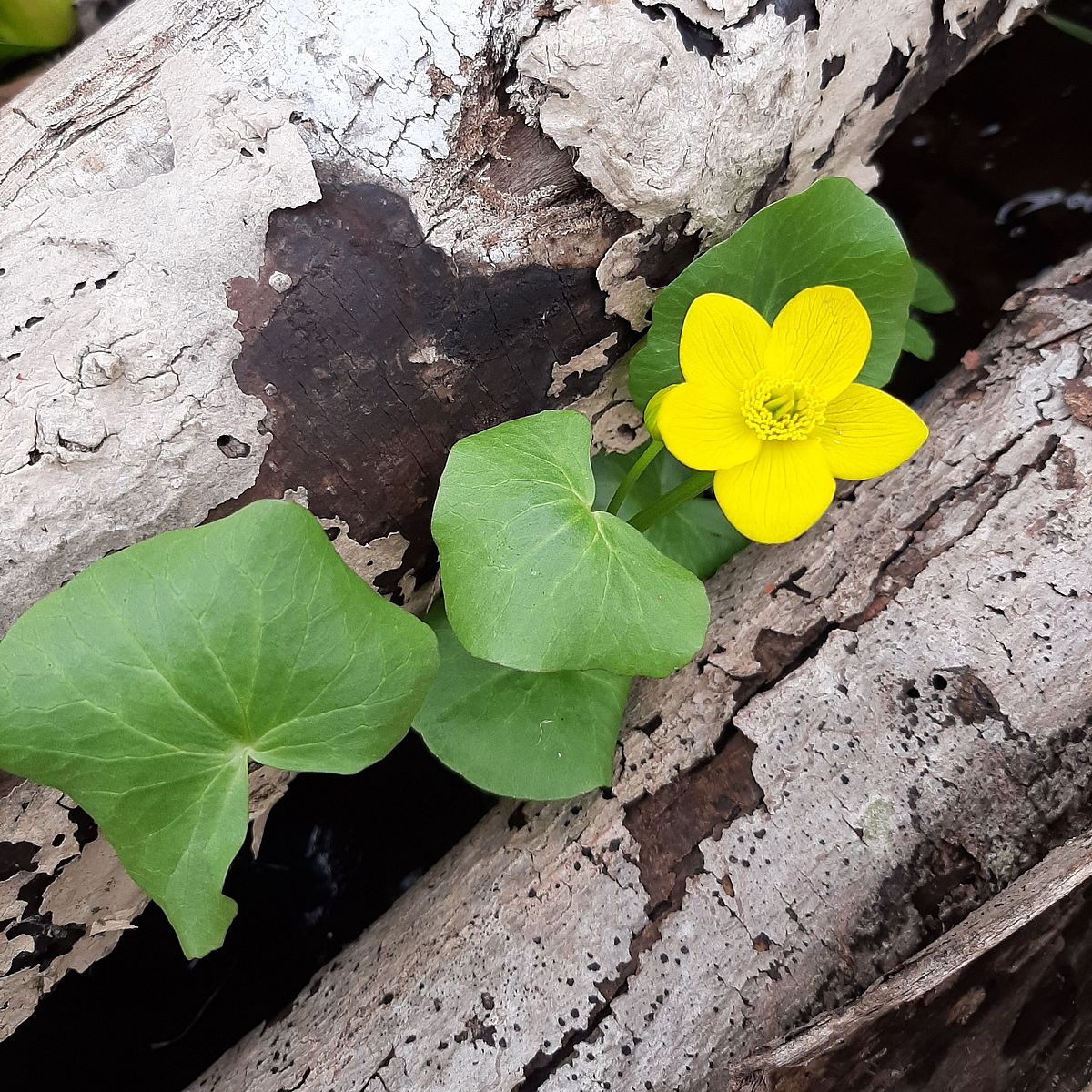 Marigold and Mills-Morris Preserve