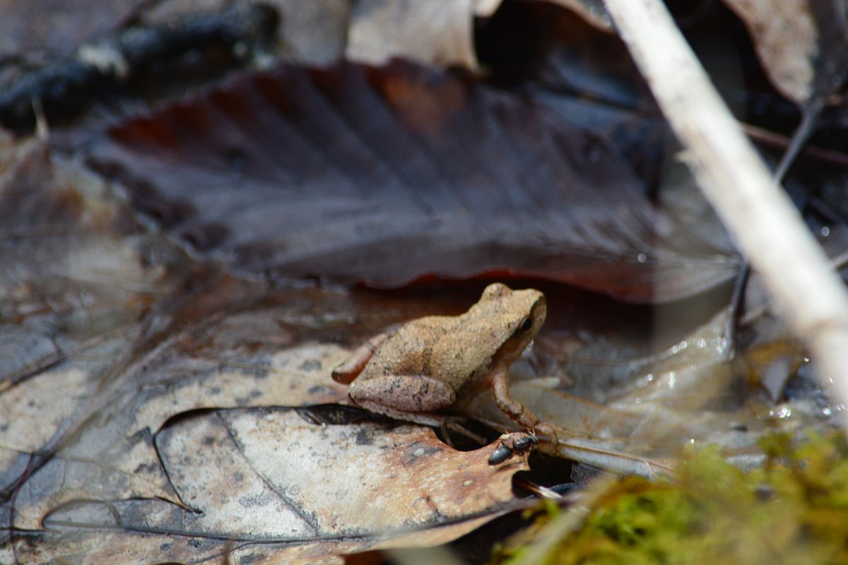 A frog at Bell-Blakeley Preserve