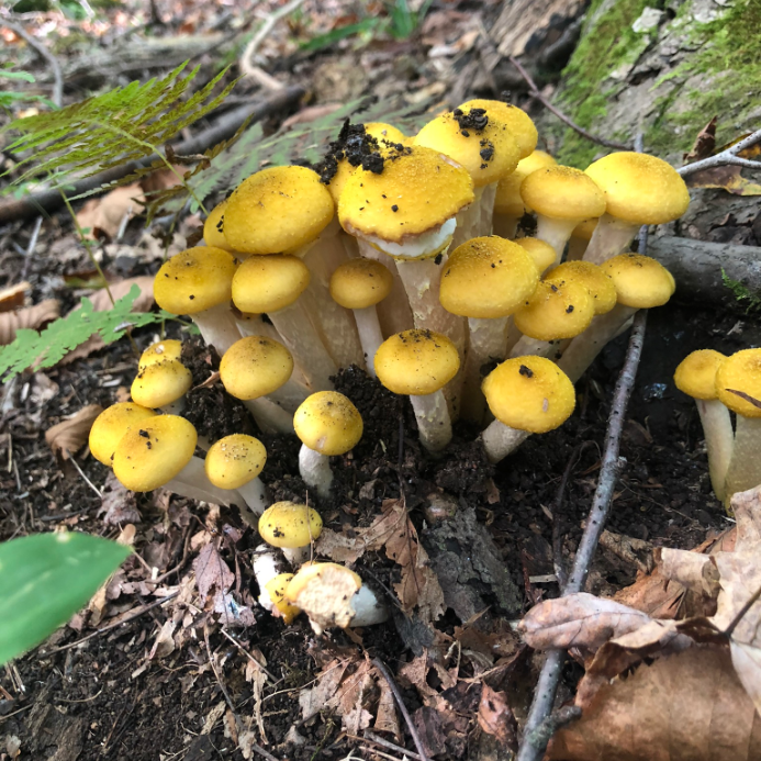 Mushrooms growing at Grossman Preserve