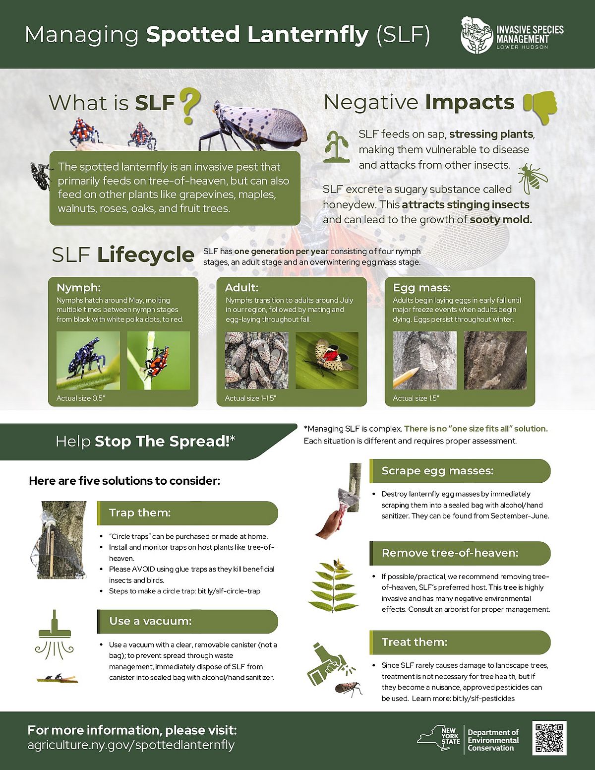 fact sheet graphic about managing Spotted Lanternfly