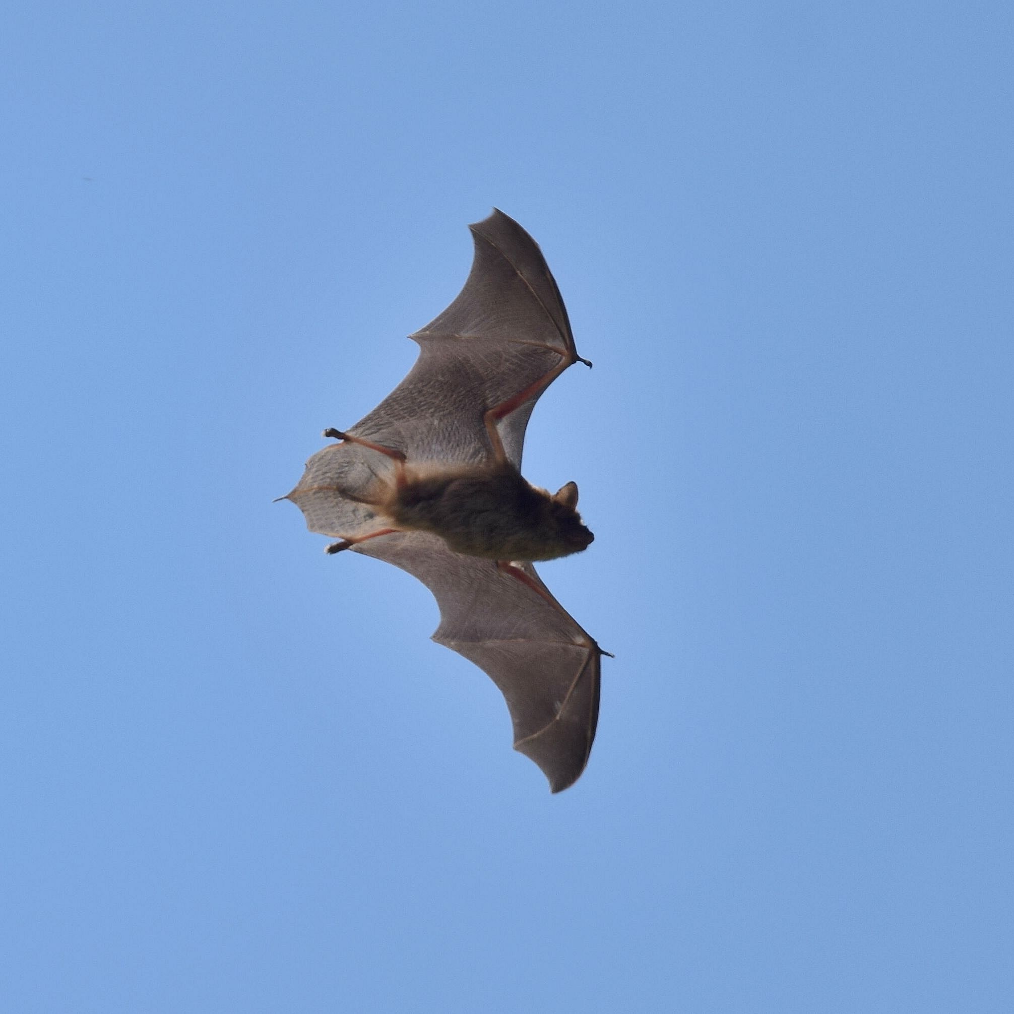 Echoes in the Night: Discovering Our Local Bats
