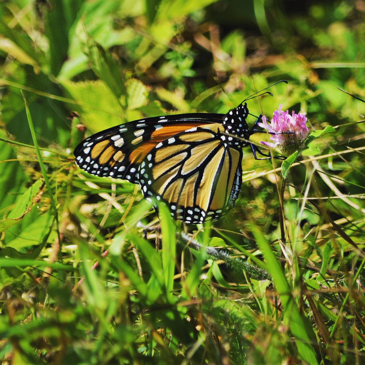 monarch butterfly holding onto to a red clover