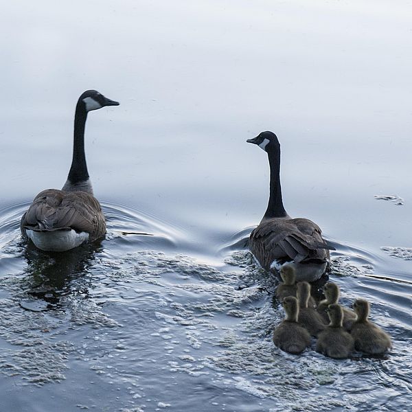 swan family swimming together