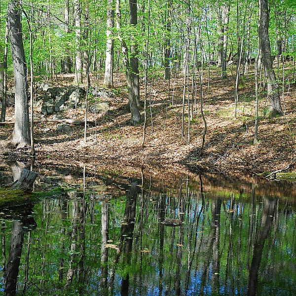 Bloomerside Preserve