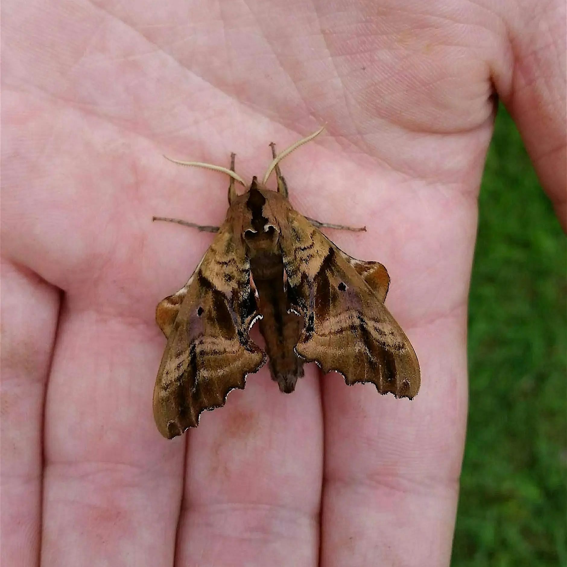 Pollinators After Dark
