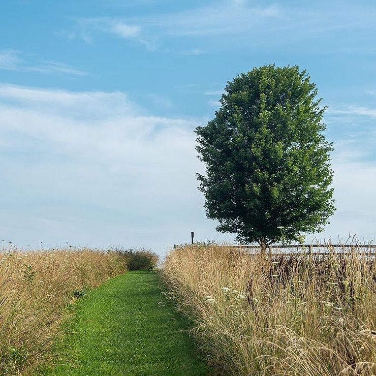 Hayfield and a single tree.