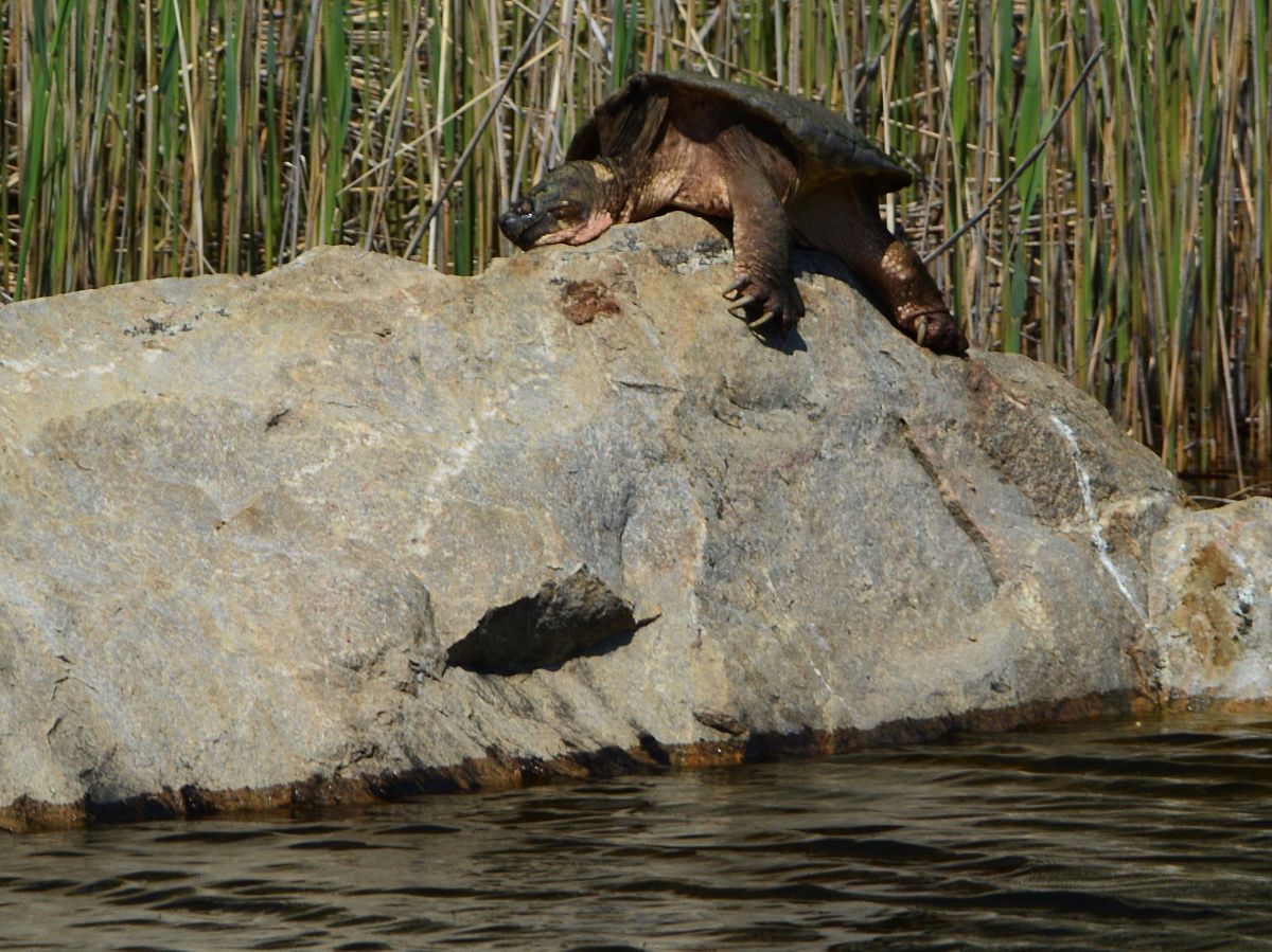 Snapping Turtle at Weil Preserve